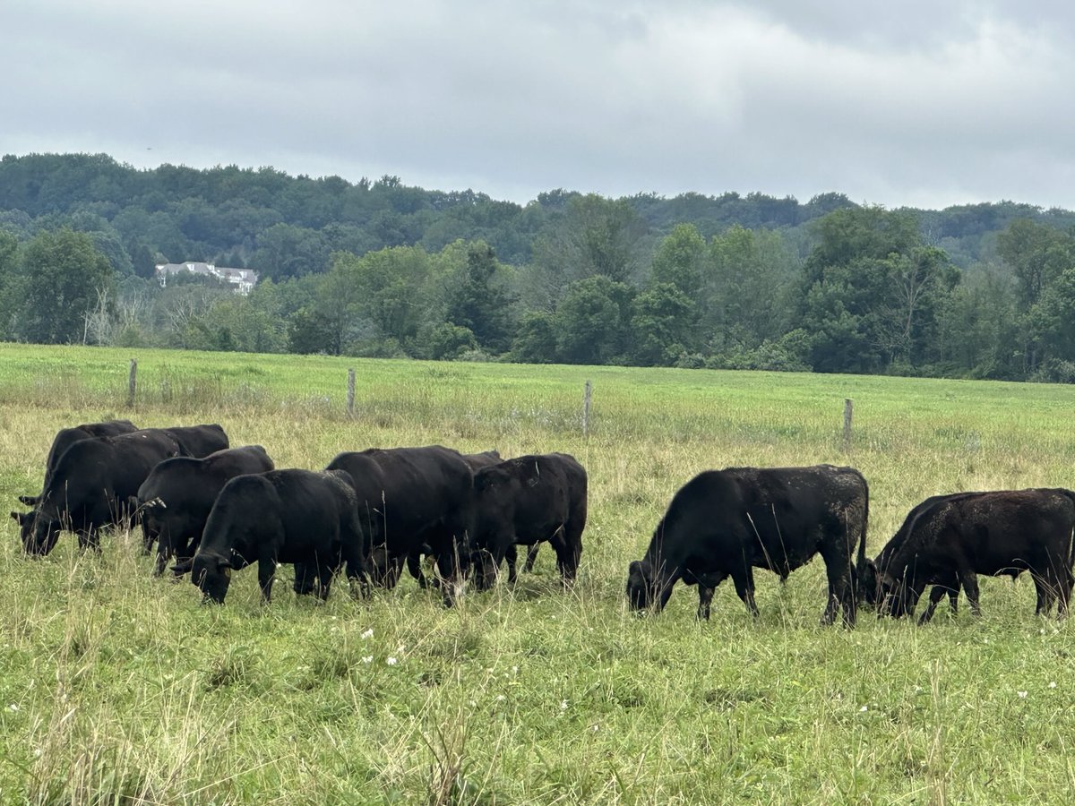 Cloudy August 1st forecast: 100% chance of cows on campus. Cows grazing under gray skies! ⁦<a href="/gsbschool/">Gill St. Bernard's</a>⁩