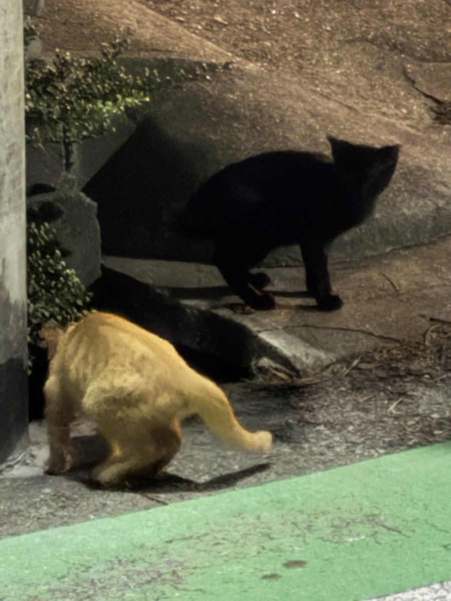 お仕事終わりにお客様と
甲子園口「桜ちゃぼ一」さんに😁
盛り付けが良くて美味しそうで、写真撮り忘れる……😭
結果美味しい🥰
チーズ盛りはしっかり撮影👍

帰りに黒猫様に癒される❤️‍🔥