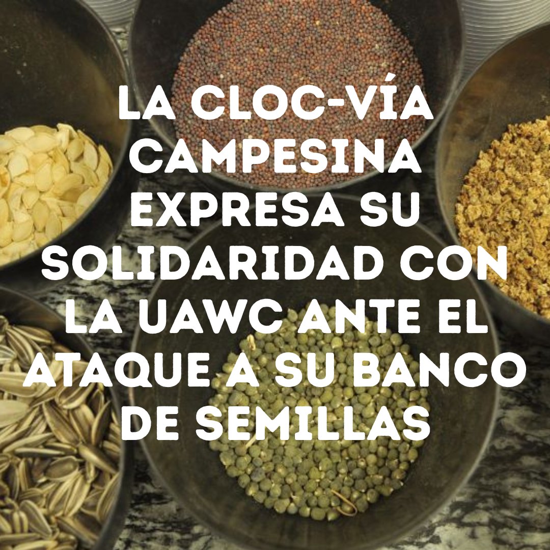 CLOC Vía Campesina (@cloc_lvc) on Twitter photo 🌾📲 Comunicado de solidaridad con <a href="/UAWC1986/">Union of Agricultural Work Committees</a> ante el ataque a su banco de semillas en Hebron 🇵🇸 cloc-viacampesina.net/la-cloc-expres… 🌾📲 Comunicado de solidaridad con <a href="/UAWC1986/">Union of Agricultural Work Committees</a> ante el ataque a su banco de semillas en Hebron 🇵🇸 cloc-viacampesina.net/la-cloc-expres…