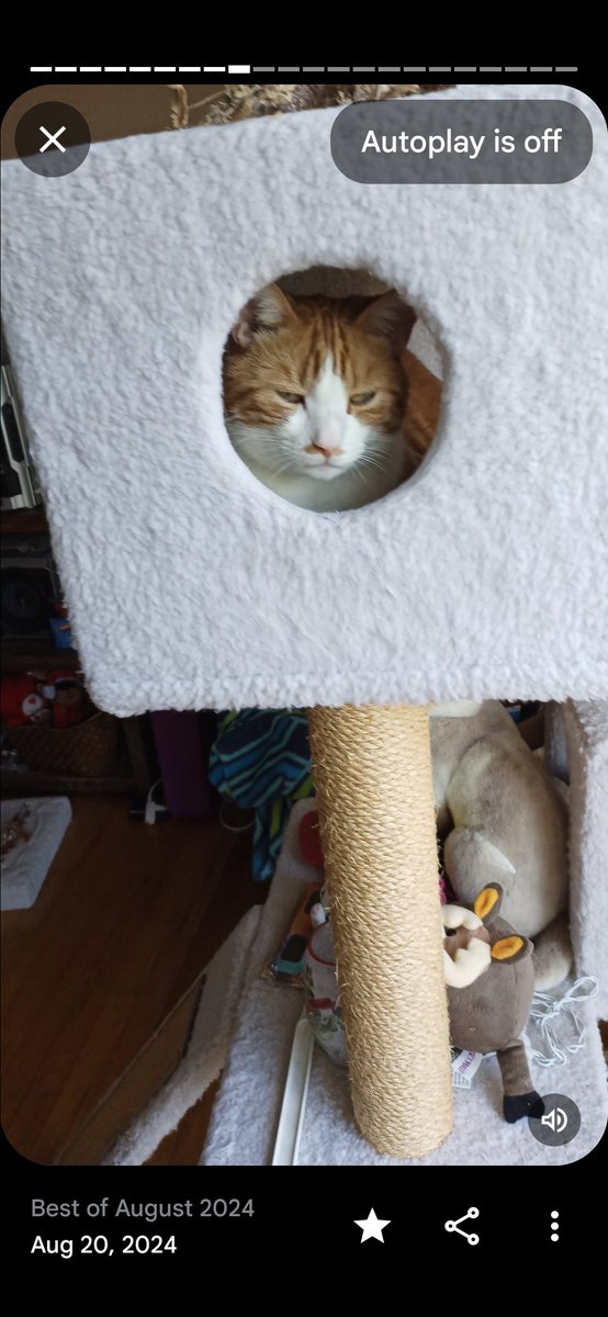 🌊😺Flo and Brigadier Sammy😺🌊 (@aurora3s) on Twitter photo #ZSHQ <a href="/catsrule0/">Marie Choo Choo, married to Chalky</a> <a href="/dora_nlk/">Dora K</a> <a href="/parham1961/">jackie parham</a> <a href="/LBisaillon/">Chowsie</a> @bloomNight2 <a href="/marisbellamy1/">Maris Bellamy</a> <a href="/Vanessaandcats1/">Vanessa Taylor</a> <a href="/GailCarangelo/">Gail K. Carangelo</a> <a href="/MauSupercat/">House of Mau</a> <a href="/Palmolive_S_Pan/">Palmolive</a> <a href="/JennyNicholas4/">Jenny,Saffy,Tigger,Fizbo an Twerp da Canary</a> <a href="/Lindsayph6/">Lindsayph</a>
<a href="/AviwhiteGSD/">Avilovesdogsandcats❤️</a>
Just enjoying the view from my cat tower. Happy Friday to all ❣️👋👍🌷 #ZSHQ <a href="/catsrule0/">Marie Choo Choo, married to Chalky</a> <a href="/dora_nlk/">Dora K</a> <a href="/parham1961/">jackie parham</a> <a href="/LBisaillon/">Chowsie</a> @bloomNight2 <a href="/marisbellamy1/">Maris Bellamy</a> <a href="/Vanessaandcats1/">Vanessa Taylor</a> <a href="/GailCarangelo/">Gail K. Carangelo</a> <a href="/MauSupercat/">House of Mau</a> <a href="/Palmolive_S_Pan/">Palmolive</a> <a href="/JennyNicholas4/">Jenny,Saffy,Tigger,Fizbo an Twerp da Canary</a> <a href="/Lindsayph6/">Lindsayph</a>
<a href="/AviwhiteGSD/">Avilovesdogsandcats❤️</a>
Just enjoying the view from my cat tower. Happy Friday to all ❣️👋👍🌷