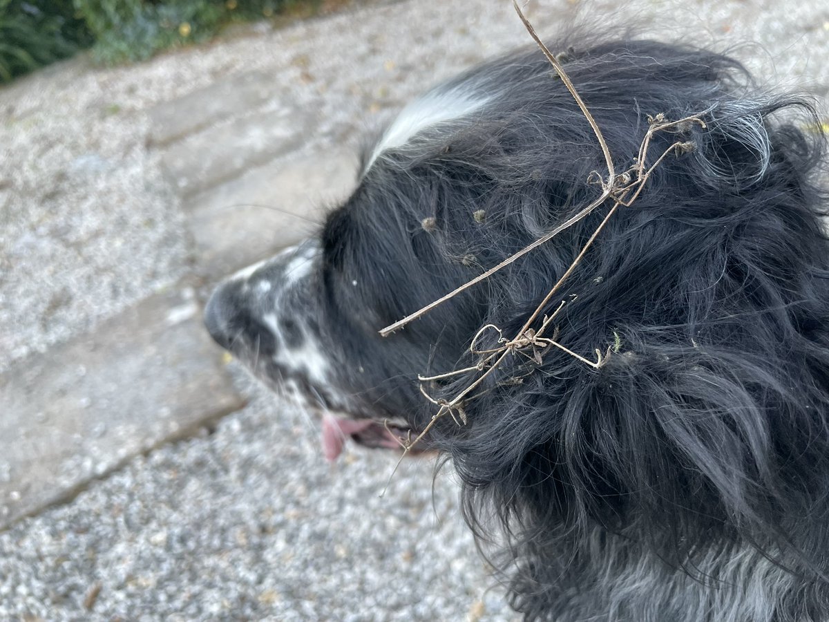 Err Purdey where have you been now? 🙄