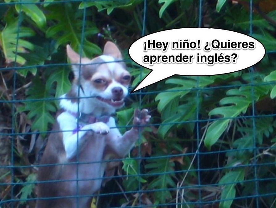cosasdelingles's tweet photo. Spoiler: Sí quieres.

Busca: "Yes en Inglés"  en YouTube y empieza hoy 😏 https://t.co/LgxJ4VKipC