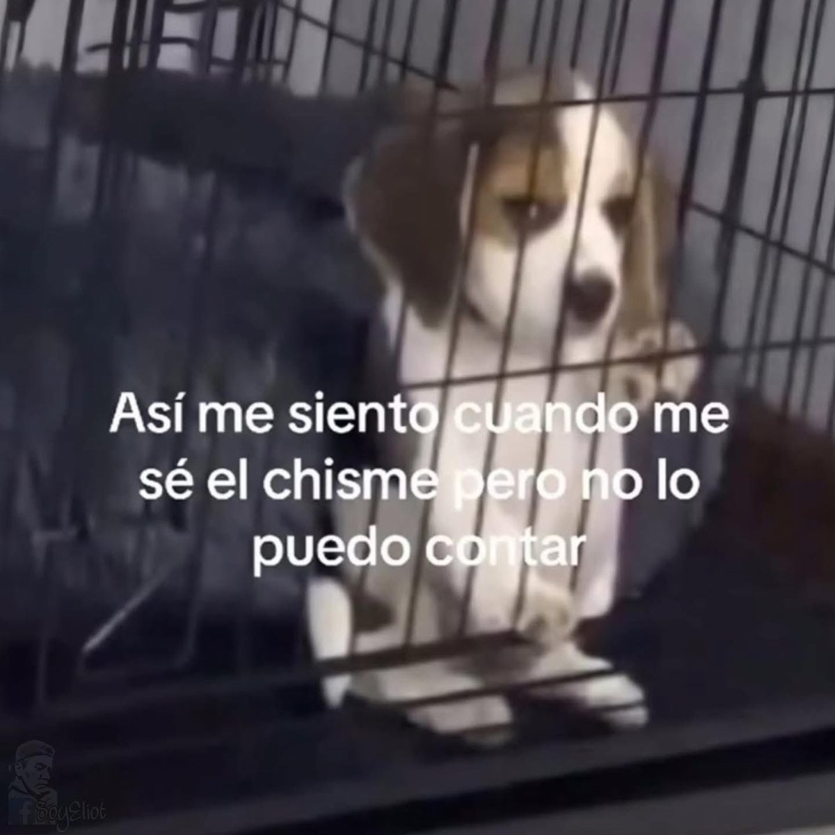 memes feos yo qué sé (@memefeos) on Twitter photo 