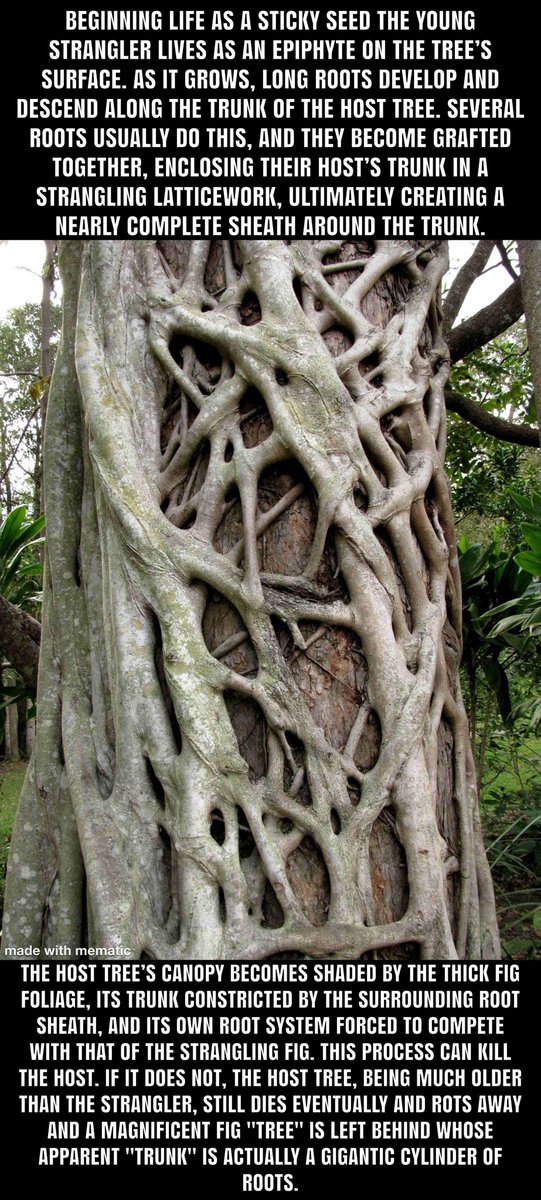 Ben McCarty — security-maximalism 🛡️ tweet media