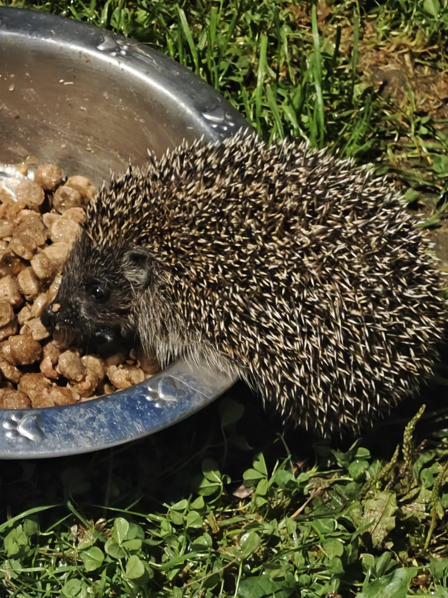 Boris je prišel na večerjo. 🥰