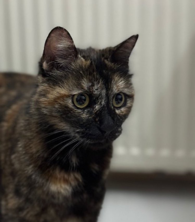 SOKAK HAYVANLARI SAHİPSİZ DEĞİL‼️

CEZVE SAHİPSİZ DEĞİL‼️‼️

#CezveSahipsizDeğildir
#BurakAlanTutuklansın 
<a href="/adalet_bakanlik/">T.C. Adalet Bakanlığı</a> <a href="/yilmaztunc/">Yılmaz TUNÇ</a>

<a href="/HayvanHTP/">Hayvan Hakları Platformu Türkiye</a> <a href="/ank_hayvan_hak/">Ankara Hayvan Hakları Platformu</a> <a href="/HayvanDostu2027/">Murat</a> @aslican1283 <a href="/ErolSourir57172/">SOURİRE EROL</a>