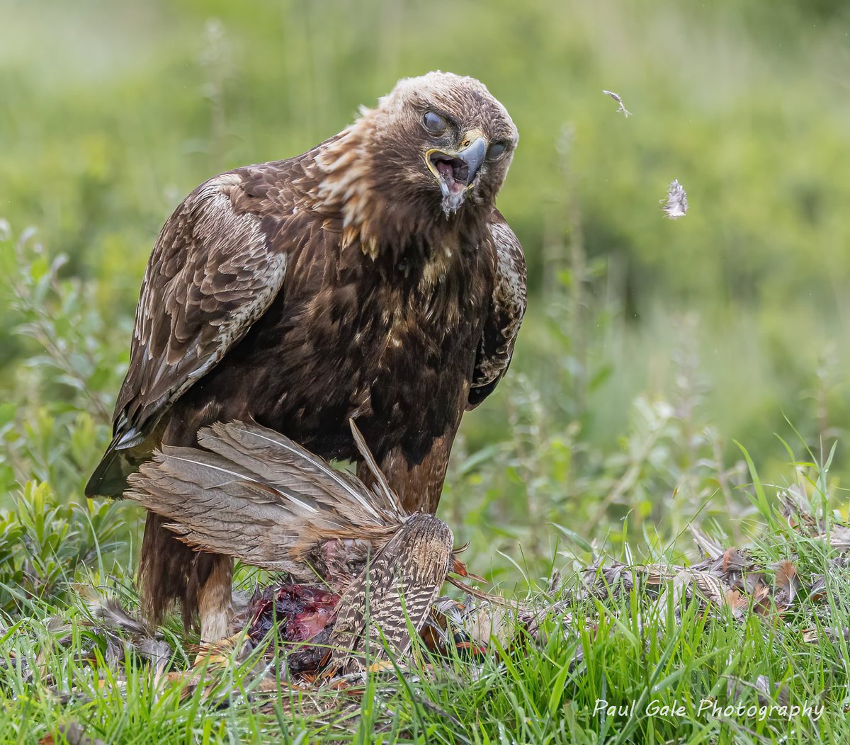 paul gale (@gish74) on Twitter photo Golden Eagle enjoying lunch recently <a href="/teesbirds1/">teesbirds</a> <a href="/teeswildlife/">Tees Wildlife</a> <a href="/DurhamBirdClub/">Durham Bird Club</a> <a href="/NatureUK/">NatureUK</a> <a href="/Natures_Voice/">RSPB</a> <a href="/NewNature_Mag/">New Nature Magazine</a> <a href="/WildlifeMag/">BBC Wildlife</a> <a href="/GoldenEagle/">GoldenEagle</a> <a href="/CanonUKandIE/">Canon UK and Ireland</a> <a href="/BBCSpringwatch/">BBC Springwatch</a> #birds #birdphotography #WildlifePhotography #NaturePhotography #canonphotography #BBCWildlifePOTD Golden Eagle enjoying lunch recently <a href="/teesbirds1/">teesbirds</a> <a href="/teeswildlife/">Tees Wildlife</a> <a href="/DurhamBirdClub/">Durham Bird Club</a> <a href="/NatureUK/">NatureUK</a> <a href="/Natures_Voice/">RSPB</a> <a href="/NewNature_Mag/">New Nature Magazine</a> <a href="/WildlifeMag/">BBC Wildlife</a> <a href="/GoldenEagle/">GoldenEagle</a> <a href="/CanonUKandIE/">Canon UK and Ireland</a> <a href="/BBCSpringwatch/">BBC Springwatch</a> #birds #birdphotography #WildlifePhotography #NaturePhotography #canonphotography #BBCWildlifePOTD