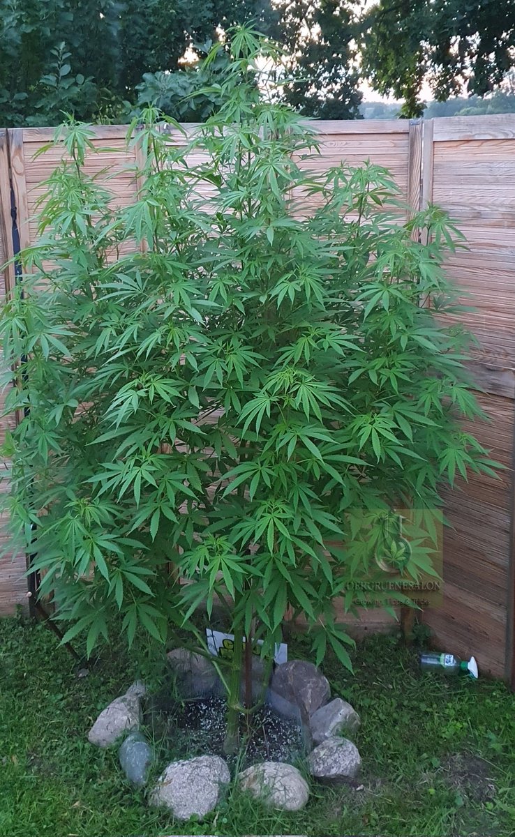 Tag 110.
Und wieder ist Slurricane von <a href="/GanjaFarmerSeed/">Ganja Farmer Seedbank</a> gewachsen diesmal ca 3 cm in 3 Tagen, somit misst sie mittlerweile ganze 231 cm!