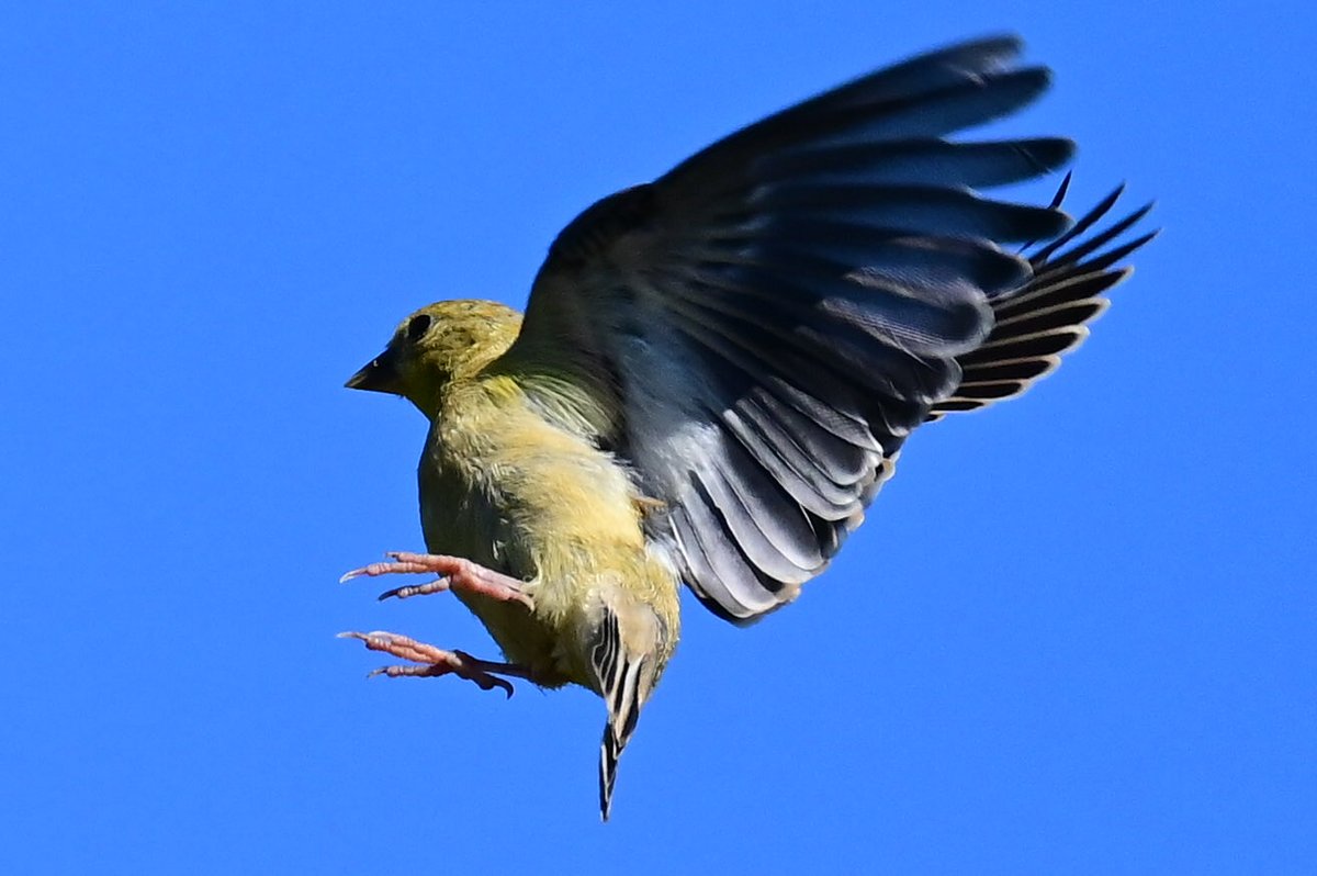 American Goldfinch double for #FinchFriday #FlyDay. 
#birdphotography #naturephotography