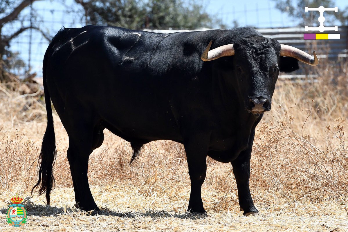 📅 10 de septiembre – Cuadri
Uno de los últimos en saltar al ruedo será este novillo de Cuadri.
Serio por delante, largo, con alzada.
El broche a un aniversario de altura.
#Cuadri #VillasecaEsOtraCosa #AlfareroDeOro2025 #quenotelocuenten