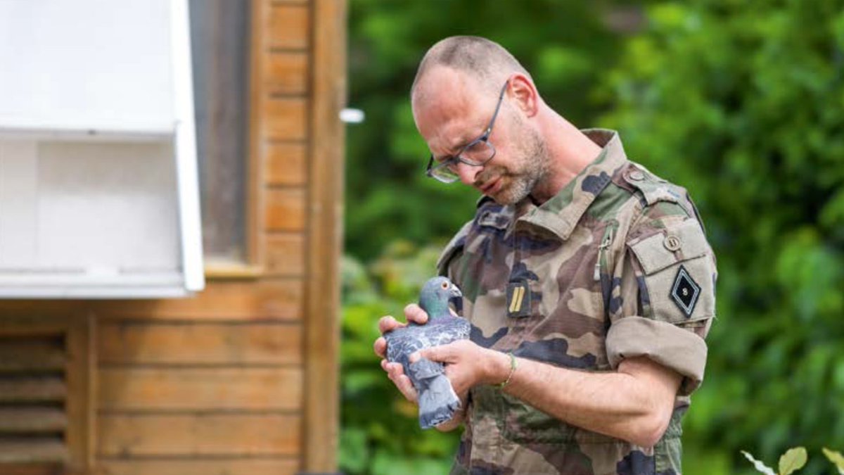 [Esprit Défense] Les derniers messagers ailés de l’armée française. Au fort du Mont-Valérien, le dernier colombier militaire de France... 
À lire dans Esprit Défense, le magazine du Ministère des <a href="/Armees_Gouv/">Ministère des Armées</a> bit.ly/ED16_Colomboph… #patrimoine #Colombophilie #EspritDéfense