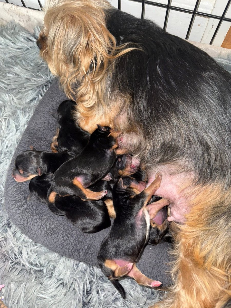 taija 🖤 tweet media