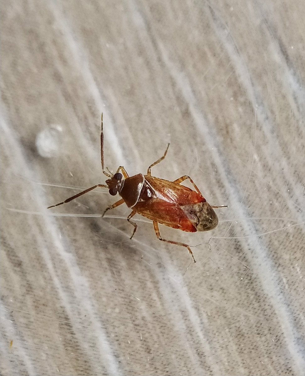 Ivysuckle💚(the garden reef)🍃 tweet media