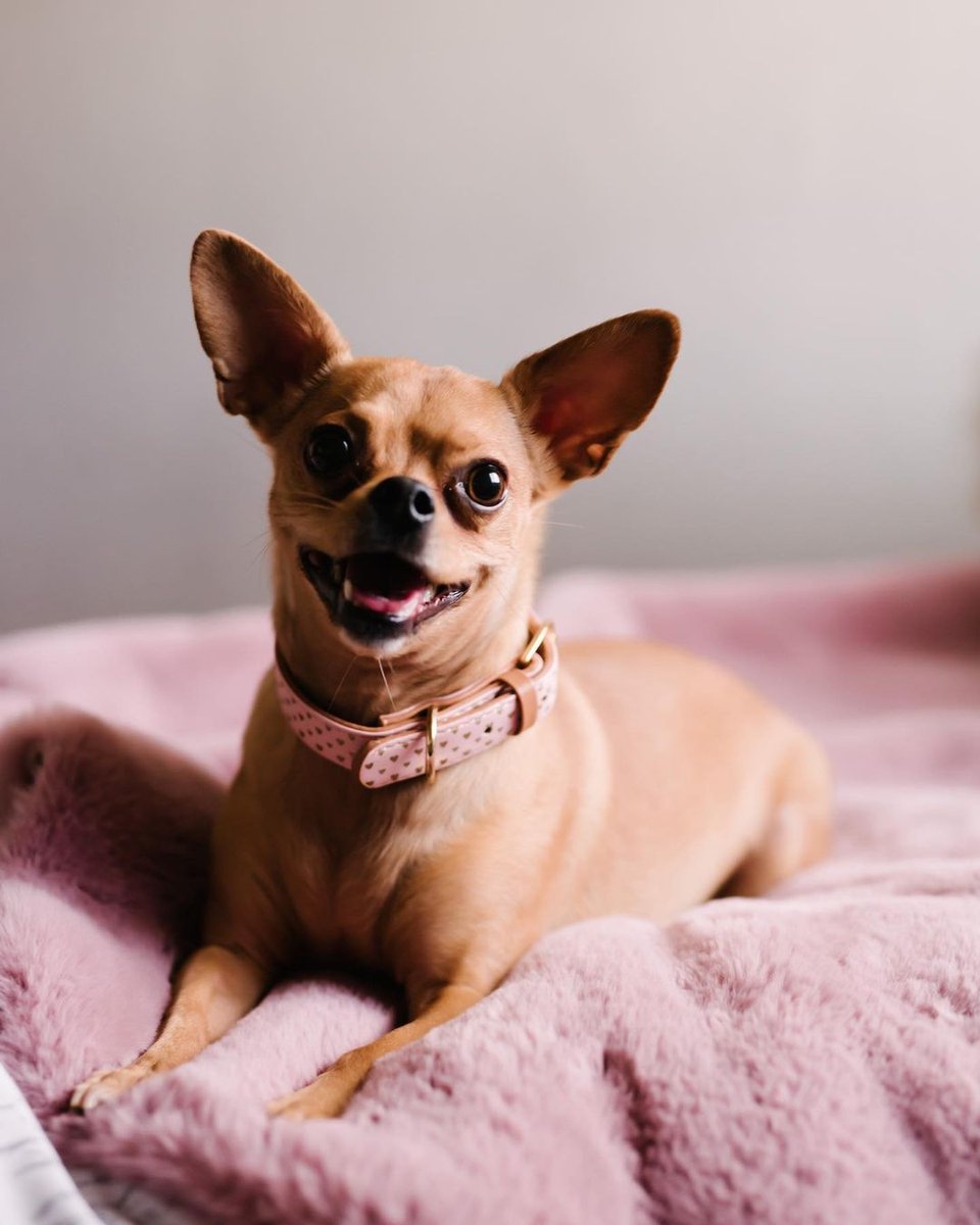 FCollars's tweet photo. My life is arranged solely for the comfort and convenience of my dog. #livingthelife
#friendshipcollar #love #fashion #photooftheday #beautiful #photography #fashion #happy #matching #petcollar #picoftheday #cute #dogs #doglovers #doglife #puppylove #dogcollar #dogoftheday https://t.co/9A27l9aXx1