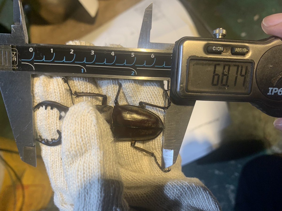 地元のお店がノコとミヤマ欲しいとのことで🔦1本握りしめて山へ(網忘れただけ)
どちらも7㎜超えならず…