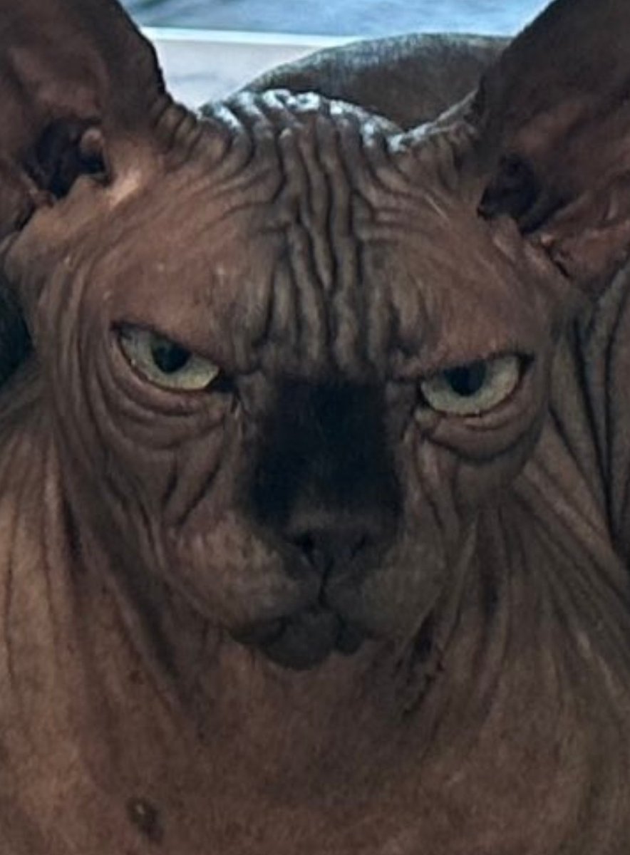 phisnom 🧪⚠️ tweet media