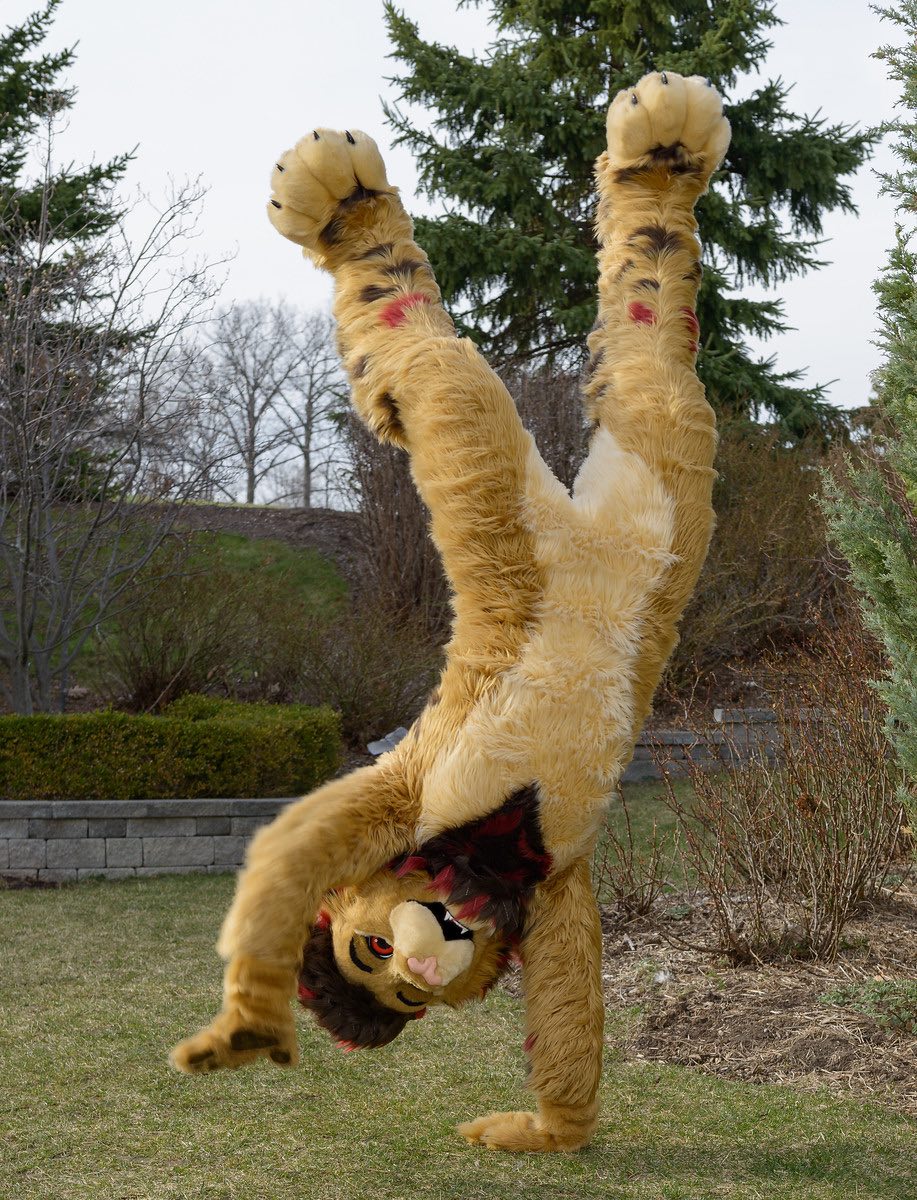 Paws down, one of my all time favorite fursuit pics! Happy #FursuitFriday 

📷 : <a href="/AbrahmLion/">α Lion 📷🎼🦁</a>