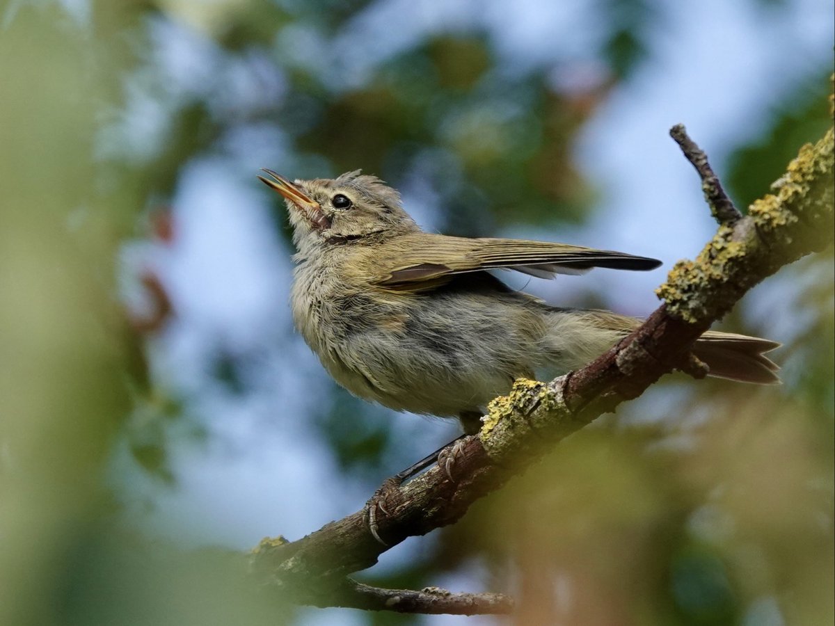 loosemum's tweet photo. @DailyPicTheme2 Beautiful #DailyPictureTheme #FavouritePictureFromJuly 
Juvenile Chiffchaff https://t.co/YV52dorwyh