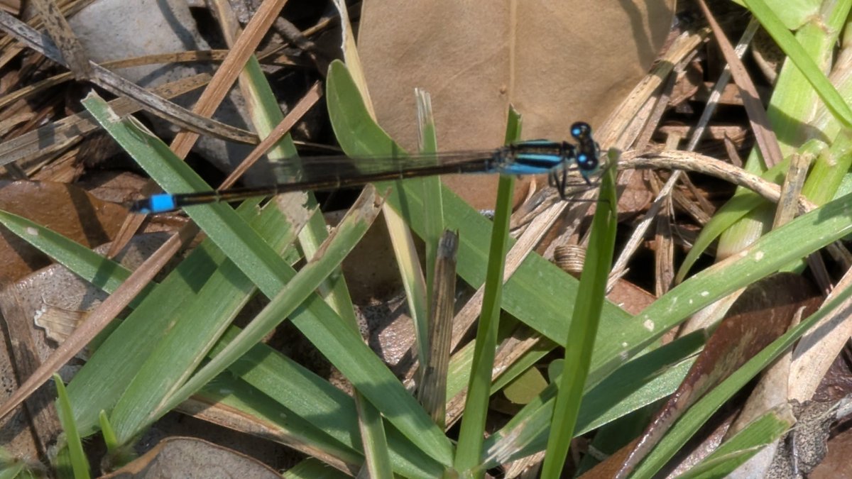 Eastern Forktail damselfly