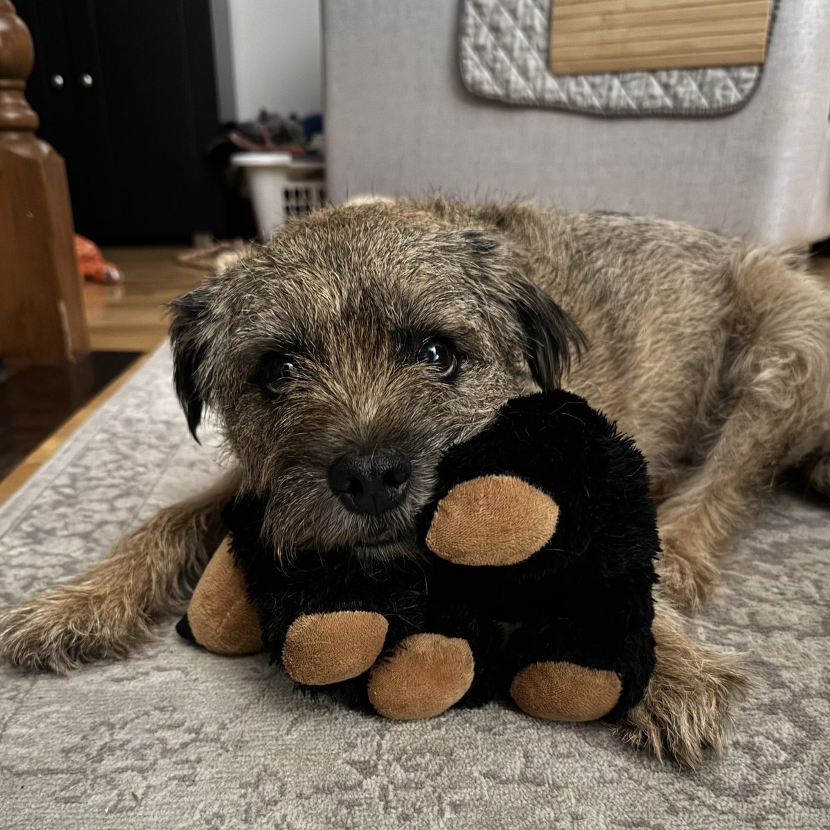 Hey <a href="/CanadianPenny1/">CanadianPenny 🇨🇦</a>, I’m still loving my Black Bear and it’s still in one piece. 😃🤗🤭🐻🧸