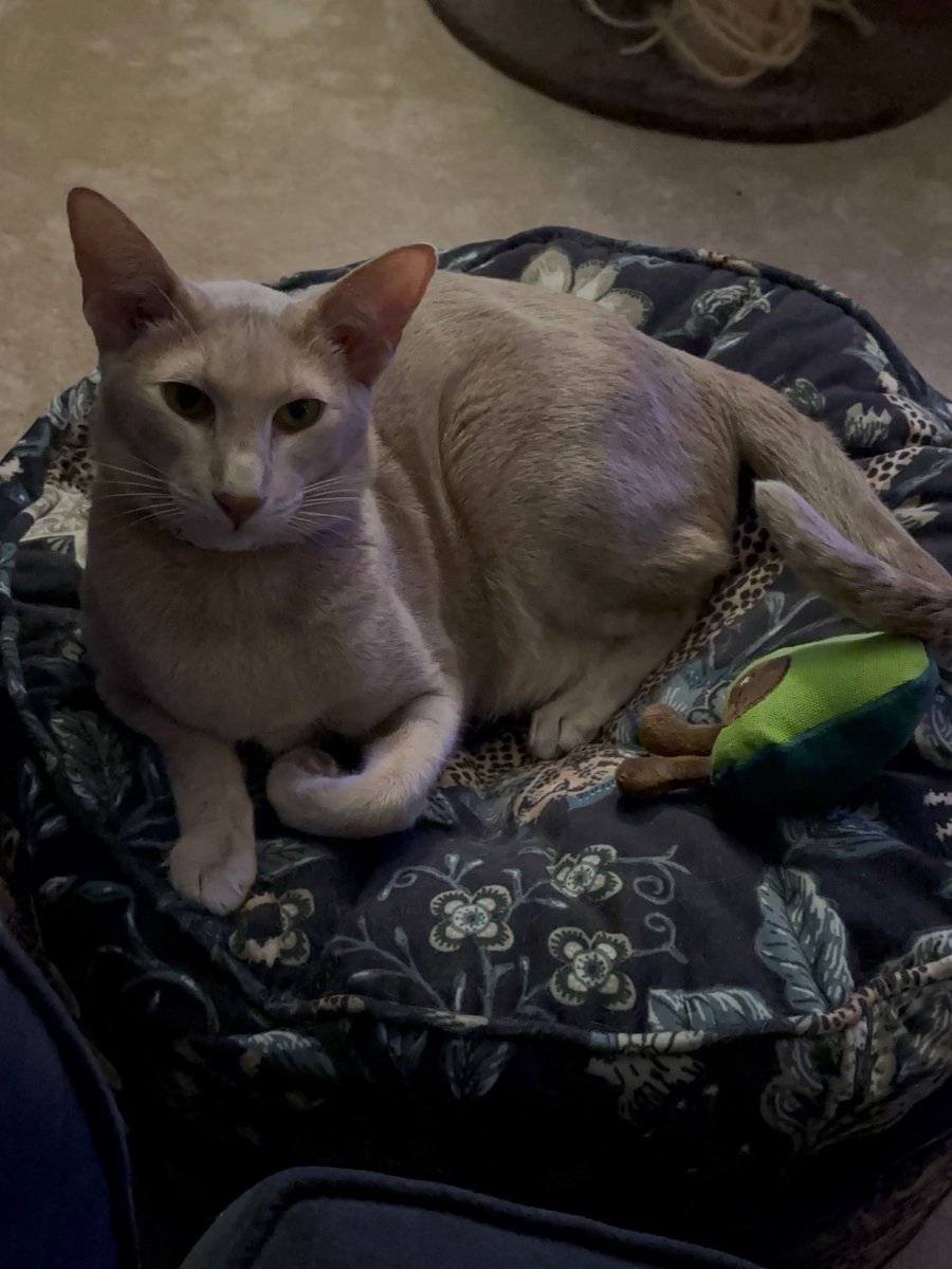 Mama bought me a new toy, he’s full of catnip 🤭 let’s just hope Butters doesn’t chew it to death 🥺😡 I love my Avocado 😍🥰 #ahsokatheorientalshorthair #orientalshorthair #orientalshorthaircat #ahsokaandbutters #lovemymama
