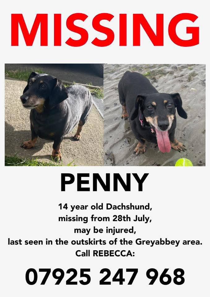 🐕 #urgent Missing PENNY was hit by a car *still #missing
She disappeared from home on Monday 28 July 2025
in Tullykevin Road, between Greyabbey &amp; Ballywalter #Newtownards #Antrim #BT22
Her family are absolutely devastated and desperate to find her.