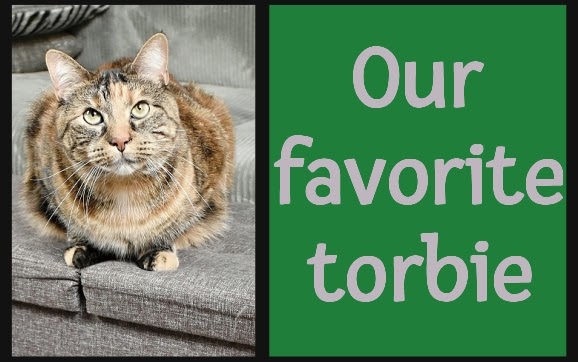 Today's re-run from March 2024: Our favorite torbie. 

#cat #photography #torbie

mommakatandherbearcat.com/2024/03/our-fa…
