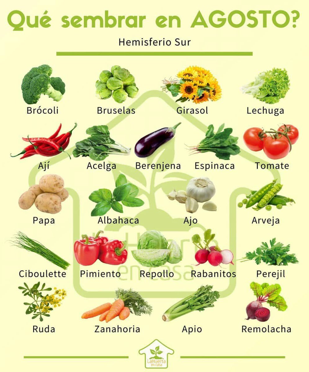 🌱 ¿Qué sembrar en agosto? Aprovecha el calor para cultivar acelga, lechuga, espinaca, rúcula, zanahoria, remolacha y rabanitos. ¡También semilleros de cebolla, puerro, perejil, cilantro, albahaca, tomate, pimiento y berenjena! 🌿 #HuertaEnCasa #HuertaUrbana #Pachamama