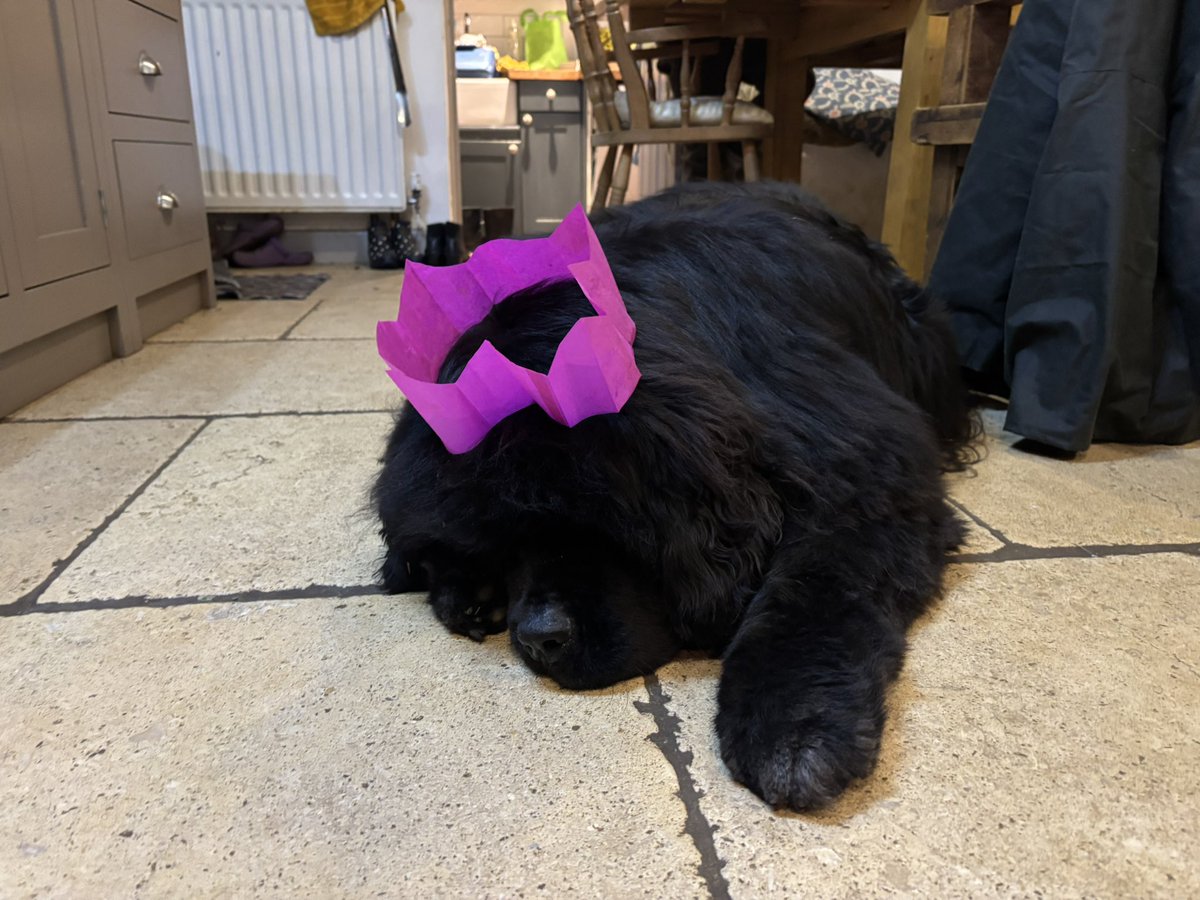 HenryPBear's tweet photo. @George___Looney @pdnr777 Happy birthday Peter 🥳 I’m a Newfie this is how I party 🎉 😆 https://t.co/xAGMJNoPUR