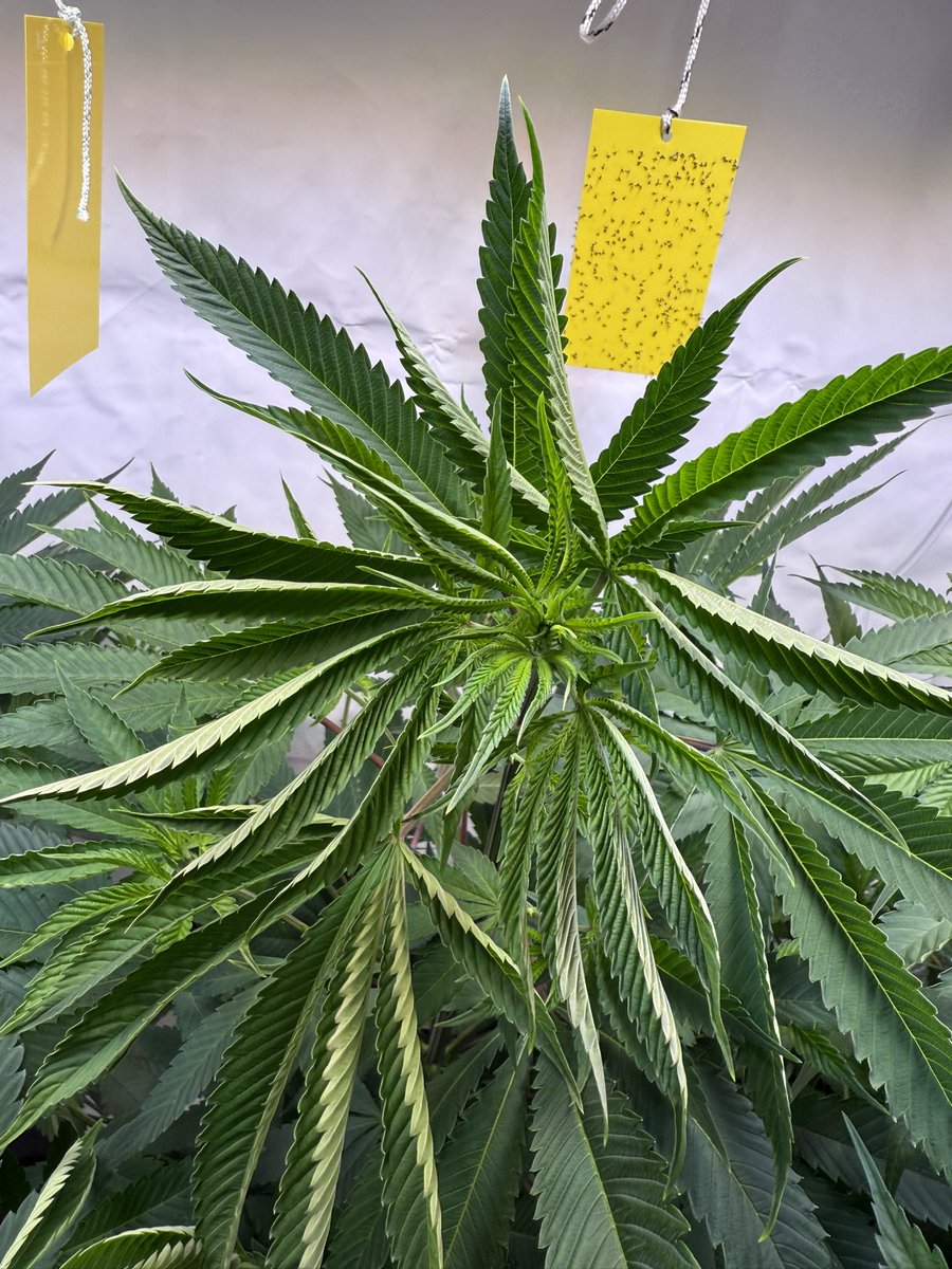 Hi, ist das Hitzestress?
Ist ne sour Diesel von Humboldt. 9. Woche veggie. Steht in 16 Liter biobizz all mix, gedüngt nach Schema. SANlight evo 4 1,5, 50% circa 30 cm Abstand