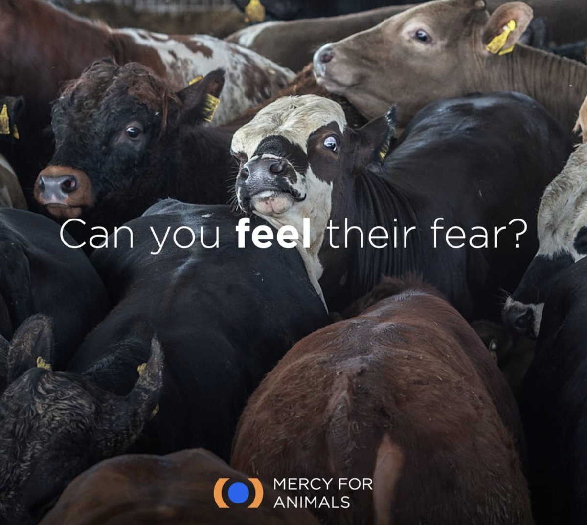 Do you think they know what's going to happen to them?

You can be one less person causing fear to animals by choosing plant-based foods.
mercyforanimals.org/take-action/pl…