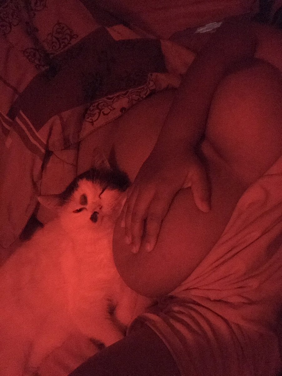 บ้านเธอมีแมวยัง tweet media