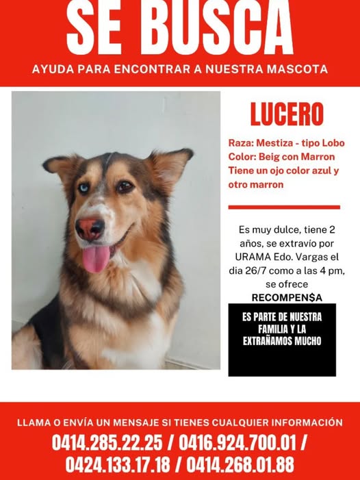 SE BUSCA LA GUAIRA..........LUCERO aún no aparece. Por favor devolverle a casa. DIFUNDE su foto en tus redes sociales por favo