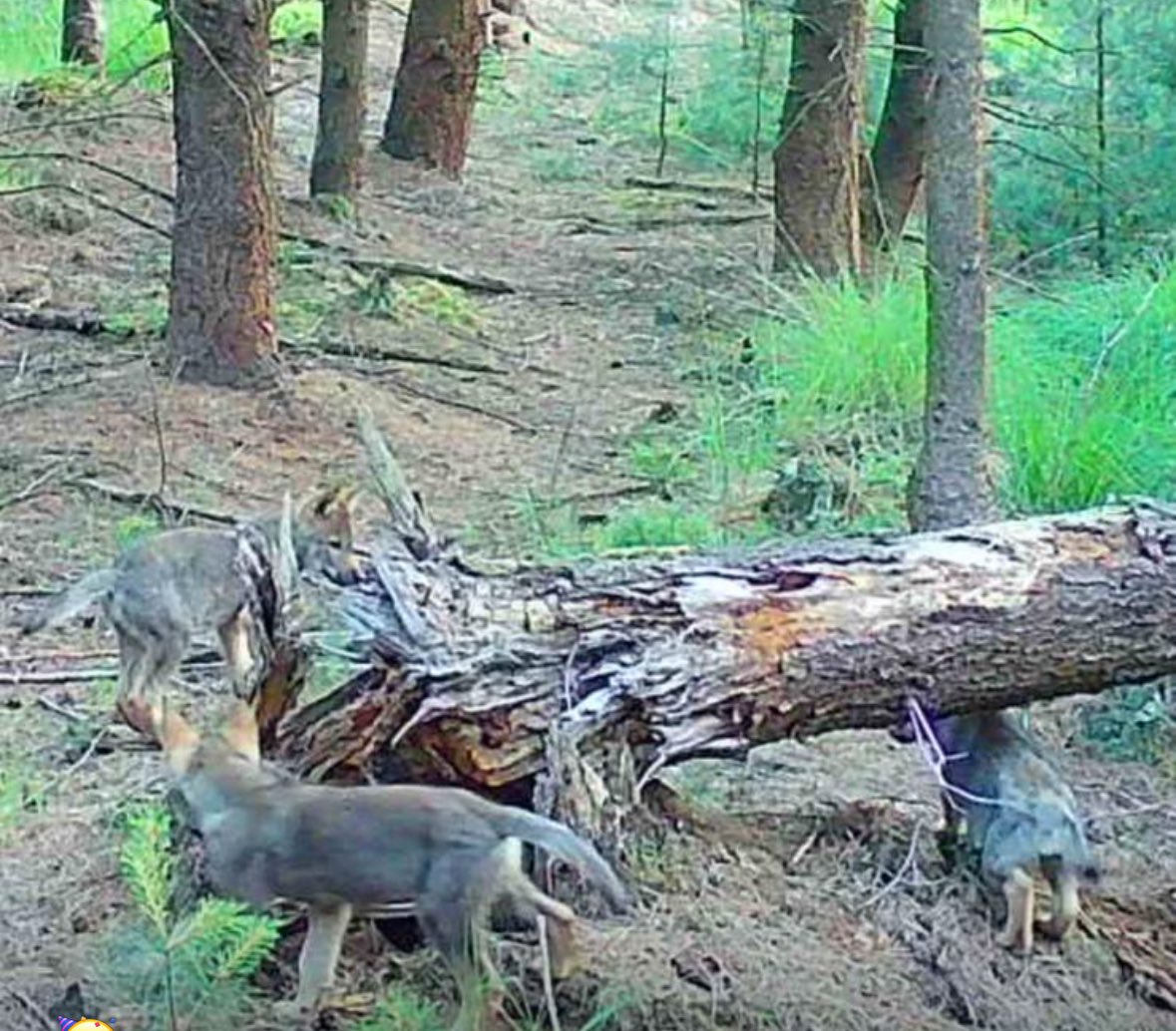 Egbert Post tweet media