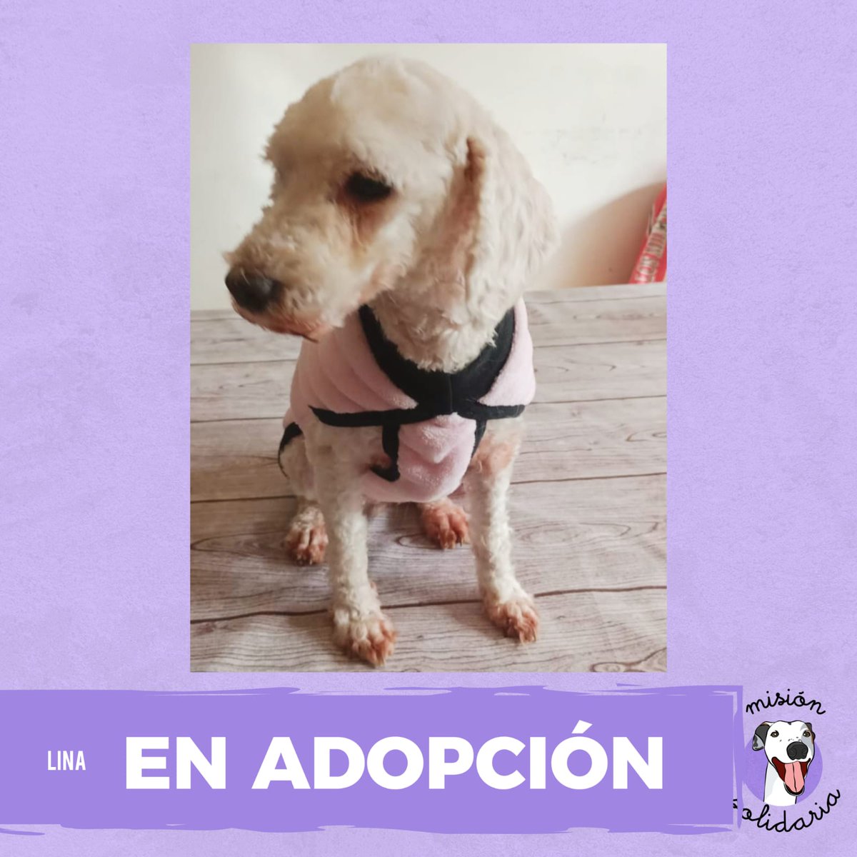 Lina tiene aprox. 7 años y está castrada. Su familia anterior no la cuidaba y estuvo esperando para encontrar un hogar donde la amen mucho 🏠🐶💖.
Queres adoptarla? Escribime!
Zonas CABA y GBA
misionsolidariatwitter@gmail.com
Asunto: Lina la canichita
RT porfa