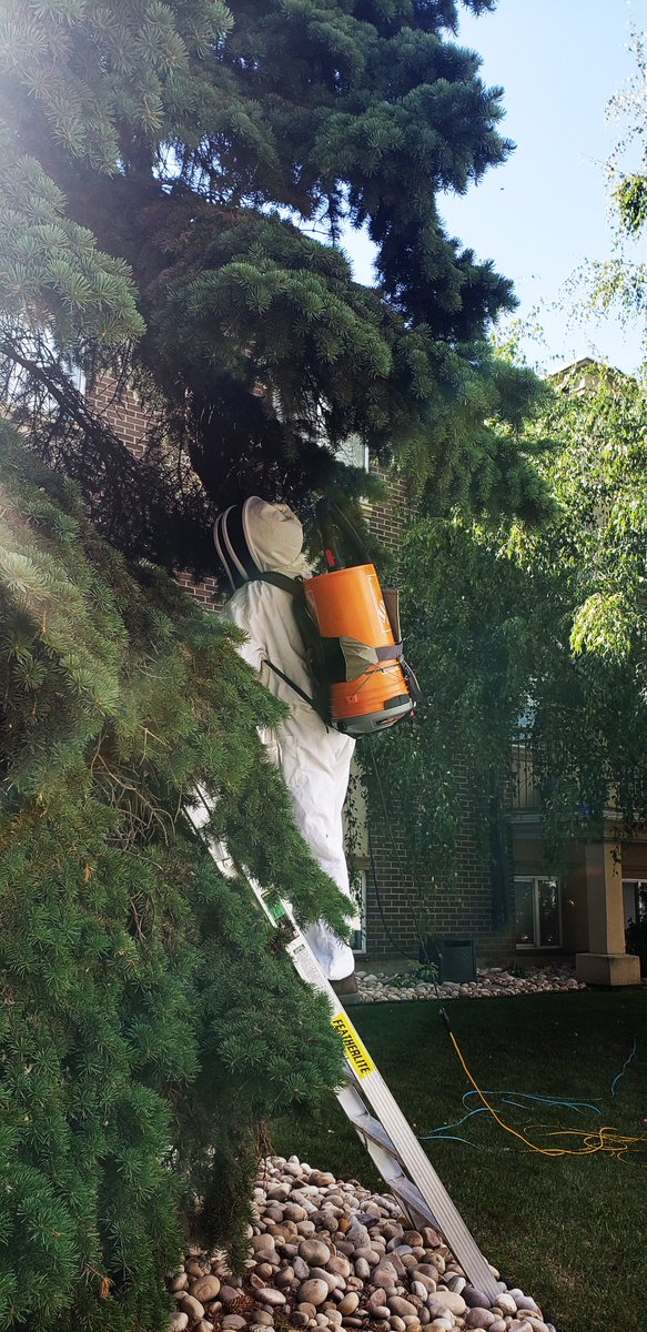 cssalberta's tweet image. When a swarm of bees appeared near the Irwin building, a quick-thinking Finance team member called in a local bee conservationist. The result? A safe rescue of over 30,000 bees—including the queen.
#cssalberta