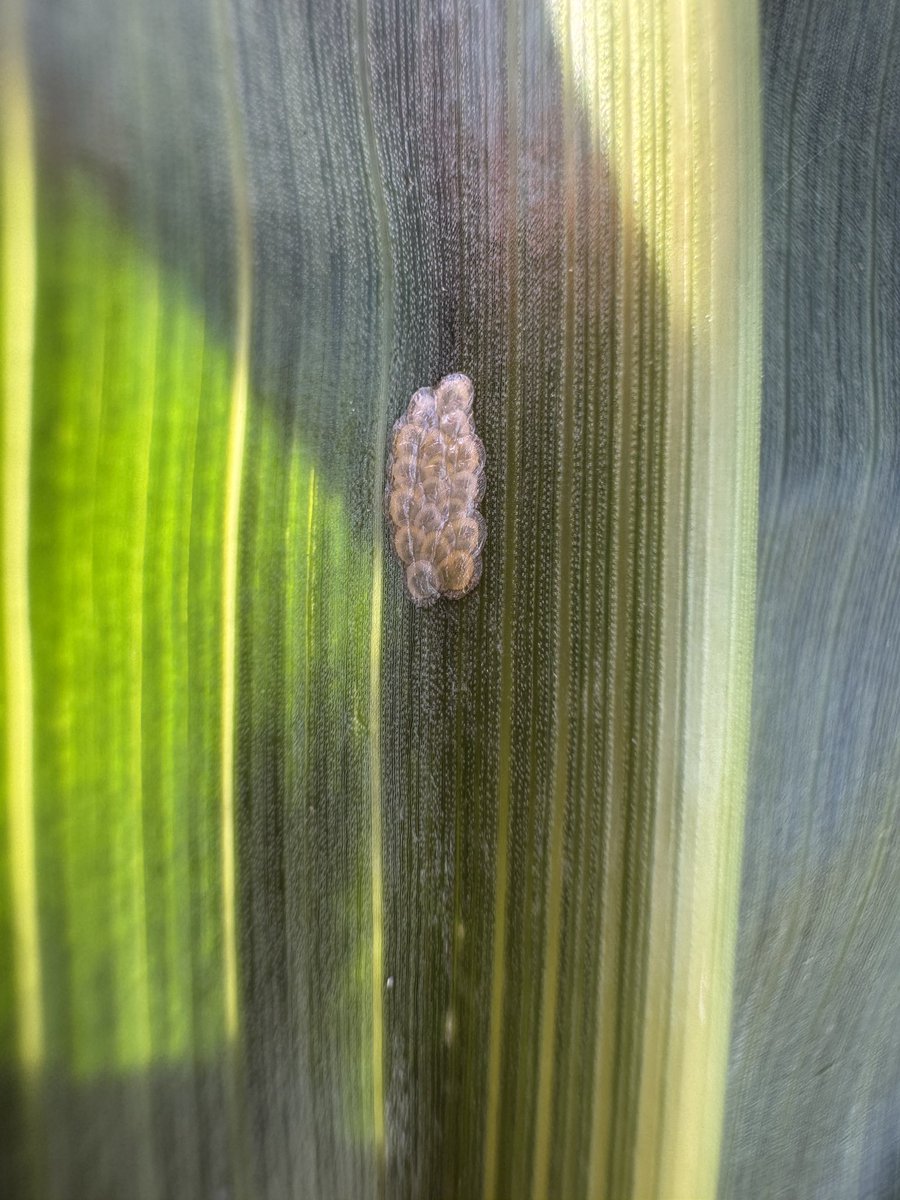 Reports of spraying for lygus bugs in confecs in E. MB - check your fields now! Threshold is about 1 lygus bug per 9 heads - that is not a lot!! 
Also, John G is looking for ECB egg masses and/or larvae, if you find some in your corn/potato fields. 
gov.mb.ca/agriculture/cr…
