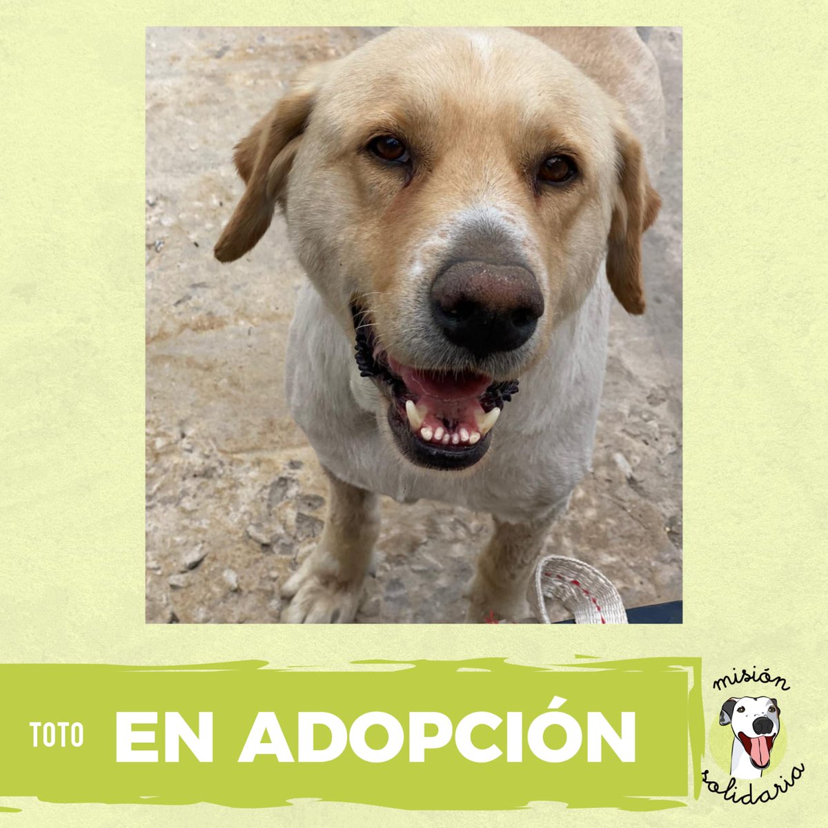 Toto es un labrador de 4 años, vacunado, desparasitado y castrado.
Fue acompañante y necesita ser el unico animal de la casa.
Zonas caba y GBA 
Queres adoptarlo? Escribime  misionsolidariatwitter@gmail.co