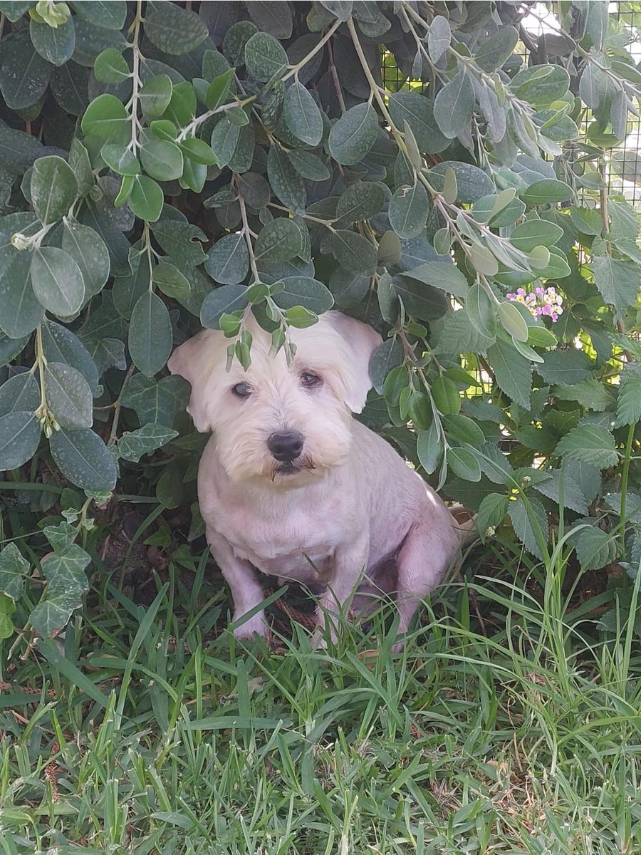 #Málaga
#DORIS tiene 14 añitos. Es totalmente #ciega y probable #sorda ¡¡Está aterrorizada!! No conoce el mundo!! La pobre acaba de ser rescatada por los compañer@s de ❝𝐋𝐚𝐝𝐫𝐢𝐝𝐨𝐬 𝐅𝐞𝐥𝐢𝐜𝐞𝐬 𝐀𝐬𝐨𝐜𝐢𝐚𝐜𝐢ó𝐧 𝐏𝐫𝐨𝐭𝐞𝐜𝐭𝐨𝐫𝐚❞, de un criadero!!

Esta nena