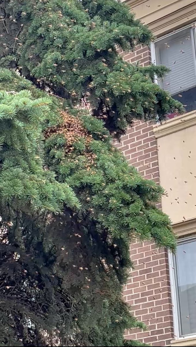 cssalberta's tweet image. When a swarm of bees appeared near the Irwin building, a quick-thinking Finance team member called in a local bee conservationist. The result? A safe rescue of over 30,000 bees—including the queen.
#cssalberta