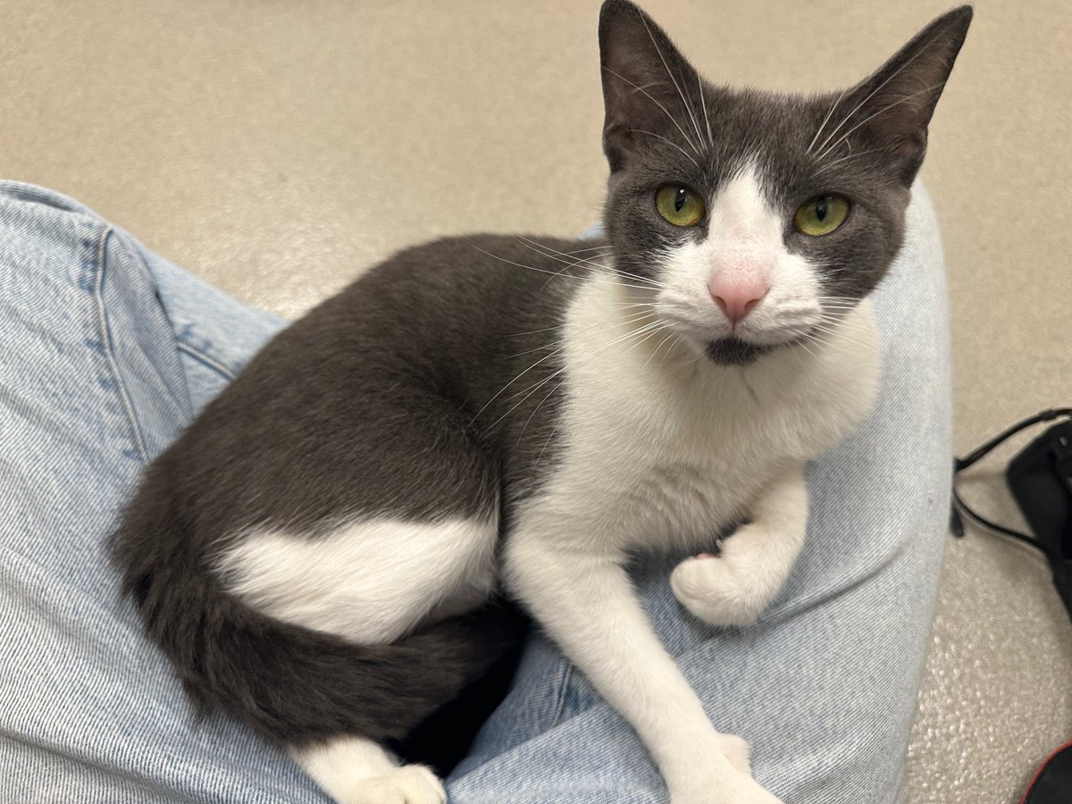 Meet Sahar! This sweet, one-year-old kitty is searching for her forever home. A true lap cat at heart, Sahar thrives on love, attention and cozy cuddles. Adopt Sahar: ow.ly/fxYB50WyS2g