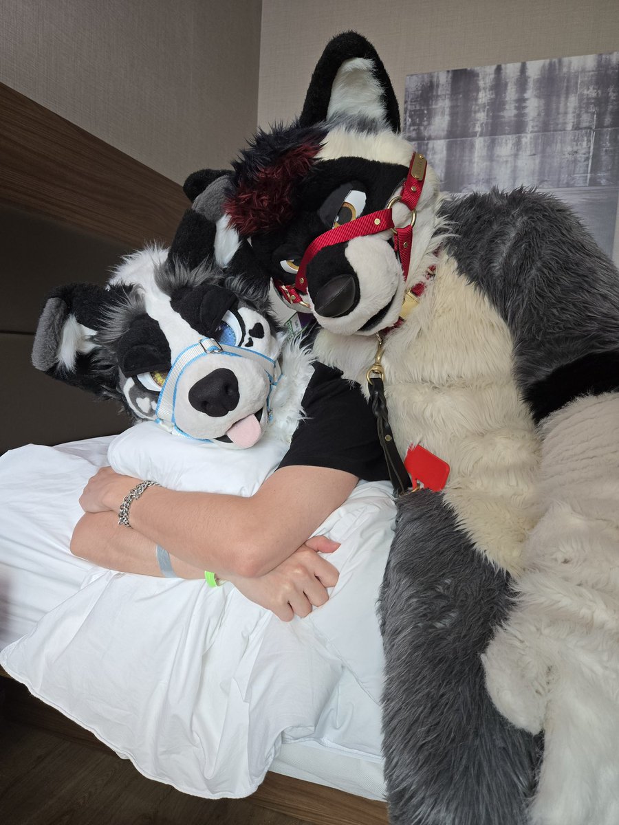 Raccoons are just nocturnal dogs 🥰
#FursuitFriday

🦝: <a href="/QuarksCoolf/">Quarks</a> 
📸: <a href="/Werewolf_mutt/">Syn, MD シン・ウルフ🌿🌱🪴 🔜 FURPOC, ANE, MCFC, AO, FWA</a>