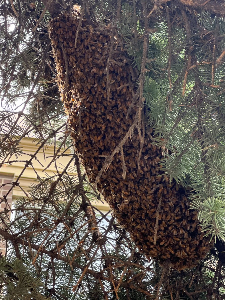 cssalberta's tweet image. When a swarm of bees appeared near the Irwin building, a quick-thinking Finance team member called in a local bee conservationist. The result? A safe rescue of over 30,000 bees—including the queen.
#cssalberta