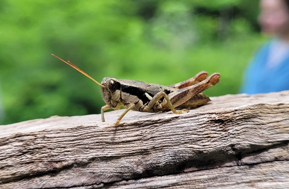 Detectan 7 mil especies de insectos en las selvas de Chamela y Huatulco imagenagropecuaria.com/2025/detectan-…