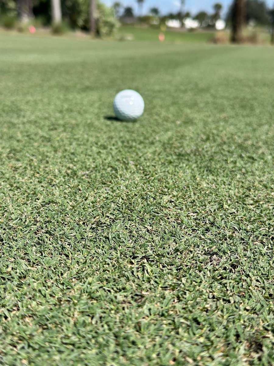 Mach1Greens (@mach1_greens) on Twitter photo How Fast is Mach 1 Ultradwarf Bermudagrass by Modern Turf? 5 weeks post-sprigging, the trial green at The Loxahatchee Club, FL has 95% coverage at .125 H.O.C. Mach1greens.com
#thisgrassisfast #mach1ultradwarf #bermudagrass #ModernTurf @Modern_Turf <a href="/atlasturf/">Atlas Turf</a> #golf How Fast is Mach 1 Ultradwarf Bermudagrass by Modern Turf? 5 weeks post-sprigging, the trial green at The Loxahatchee Club, FL has 95% coverage at .125 H.O.C. Mach1greens.com
#thisgrassisfast #mach1ultradwarf #bermudagrass #ModernTurf @Modern_Turf <a href="/atlasturf/">Atlas Turf</a> #golf