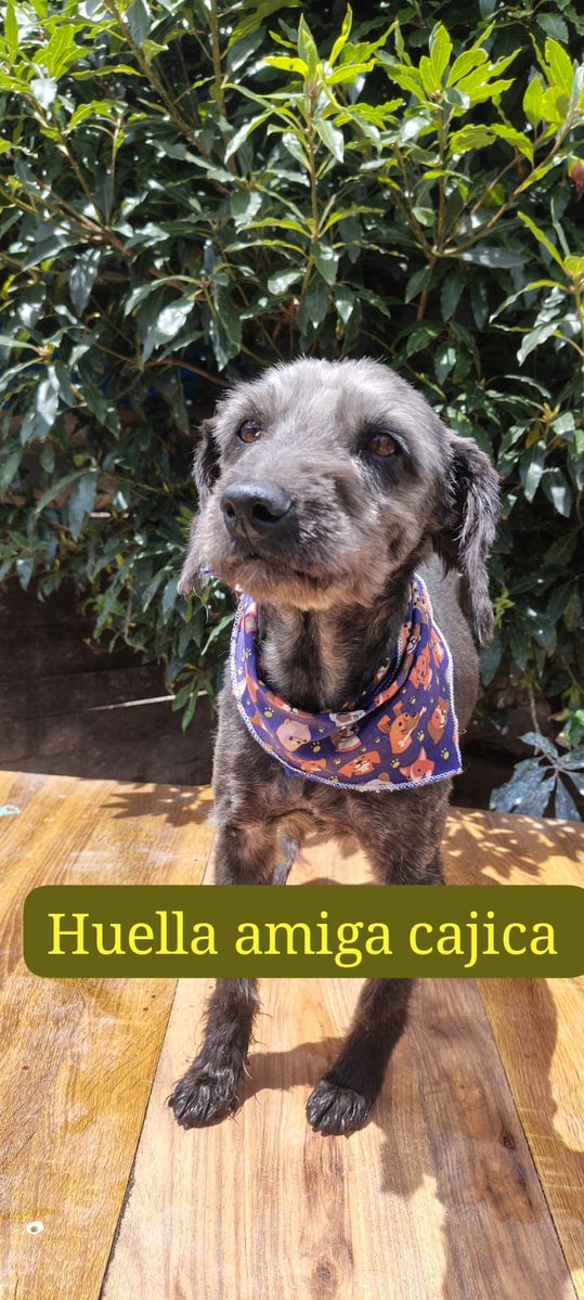 <a href="/andreanimalidad/">Andrea Padilla Villarraga🐆</a>
<a href="/gllgina1/">Gina..🌷</a>
<a href="/Osli2025/">Adri 🐈🐕🐑🫏</a>
<a href="/PaolaM22_/">La de los crespos🦁</a>
<a href="/YMFajardo1106/">Lady Cats 🐈‍⬛💓</a>
<a href="/malizca526/">Martha Cecilia</a>
<a href="/maomontenegro/">Animales Seres Sintientes y Conscientes. Avancemos</a>
<a href="/piedrahitangela/">Ángela Piedrahita 🐤</a>
<a href="/margaritavela/">Margarita Vela 🌳🍀🌽🌼</a>
<a href="/LeiMejia/">Lei Mejia</a>
<a href="/Margaritarosadf/">Margarita Rosa</a>
🐾 Mañana es la jornada de esterilización a bajo costo! 🐾
Aún tenemos pequeños esperando un padrino o madrina que les regale