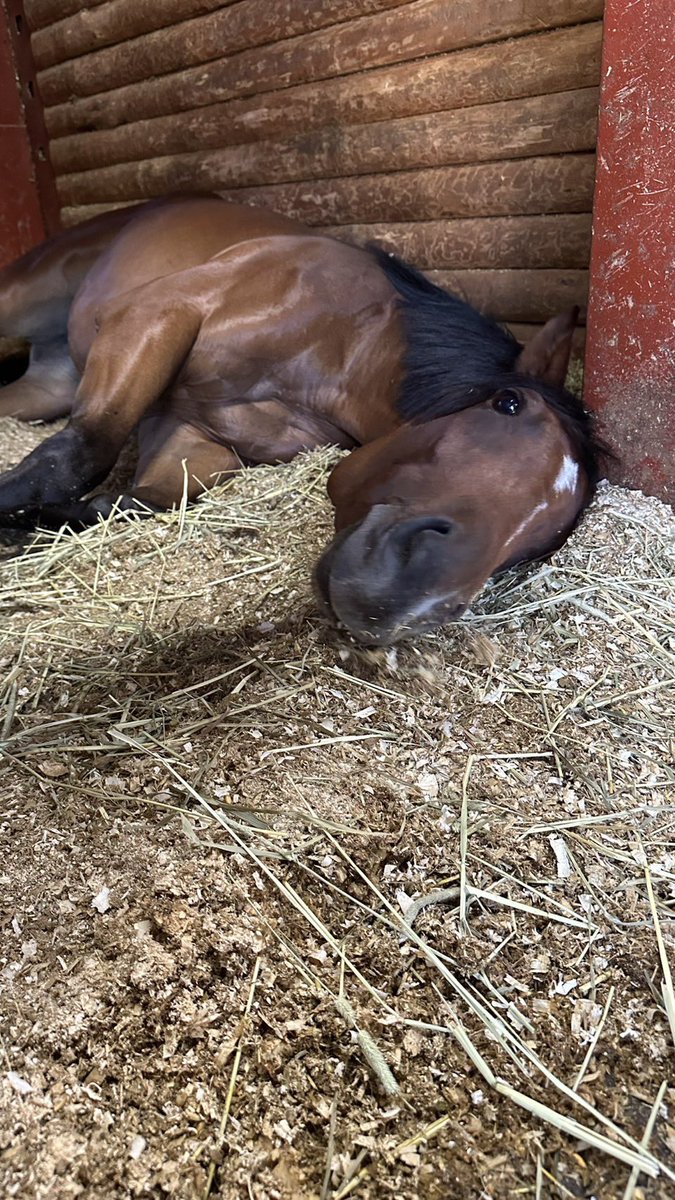 horse laying all alone on stall floor lonely and yearning look in eyes