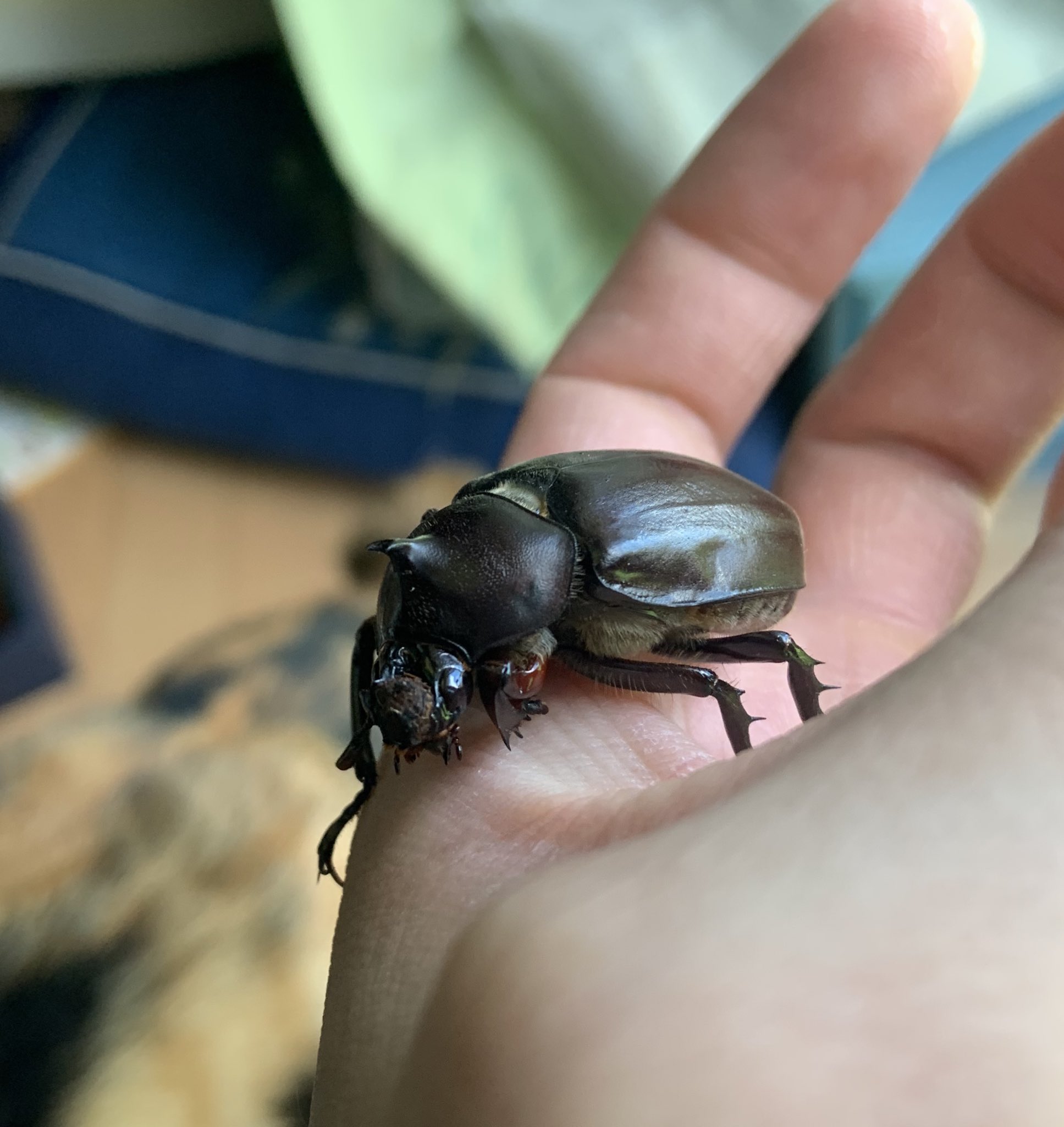 カブトムシ　55㎜　雌雄モザイク ドルクスグッズ』クワガタ・カブトムシ専門店 a X: 