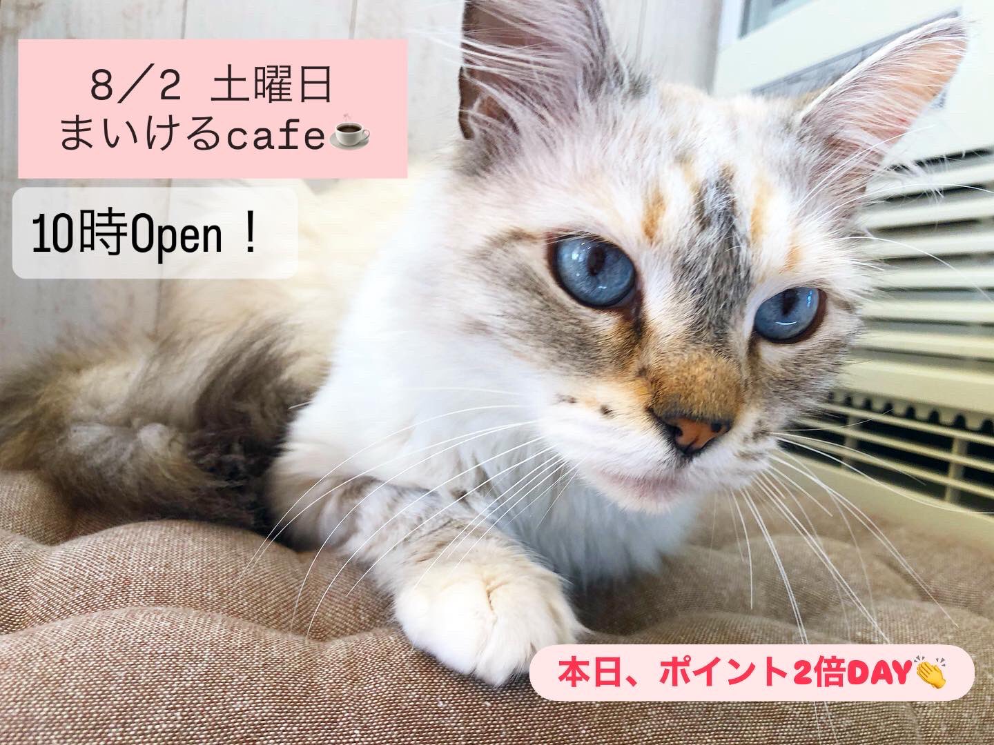 モモンガハウス(猫・カフェ)ボア茶  1800円 猫ハウスまいけるcafe on X: 