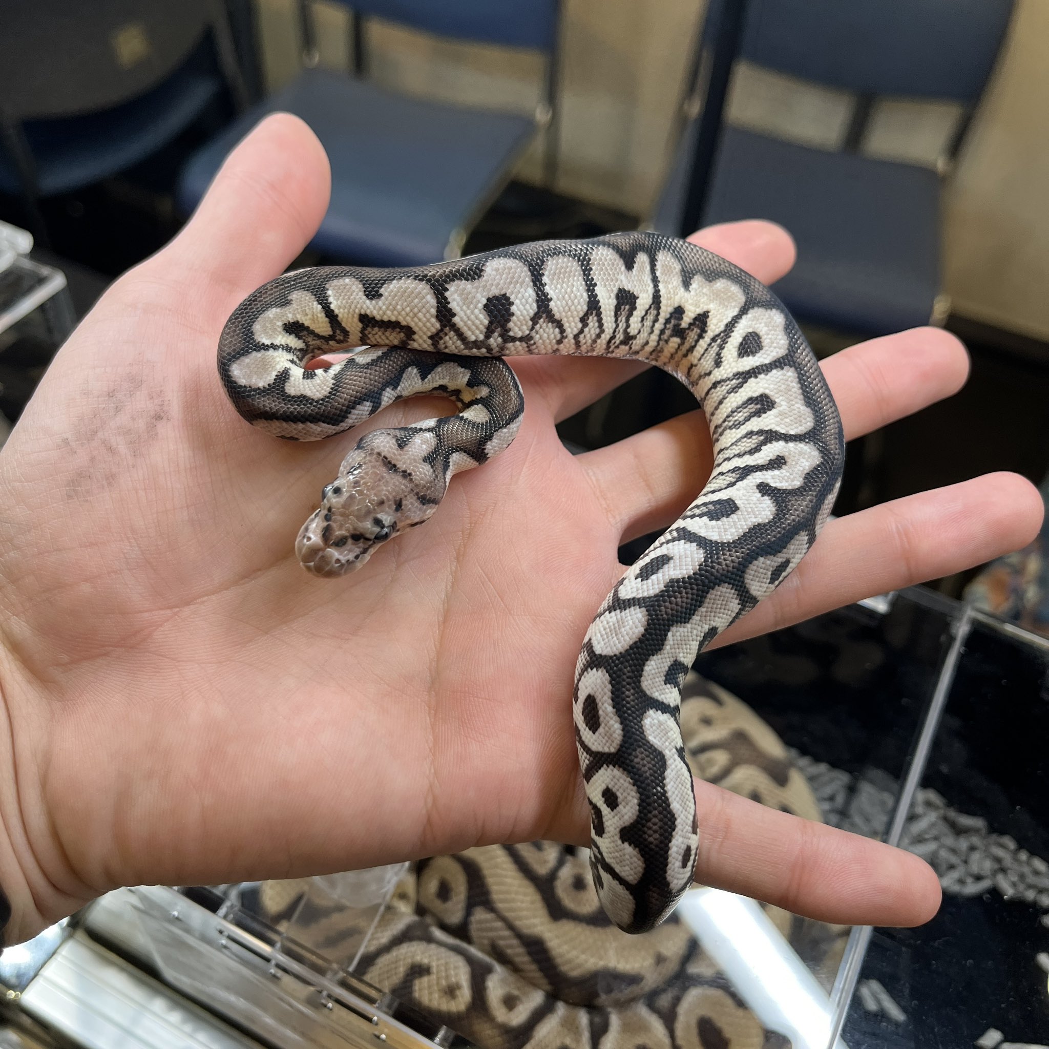 vbp / vision of ball python (@vbp_ballpython) / X